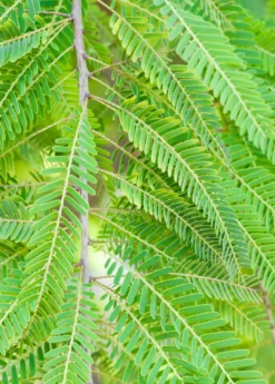 Amla, Indian Gooseberry (Phyllanthus Emblica) -Sow Exotic Shop 0155d9 1fbee7d1bf5e4d2cbd137608090fe2c4 mv2 d 1860 2800 s 2