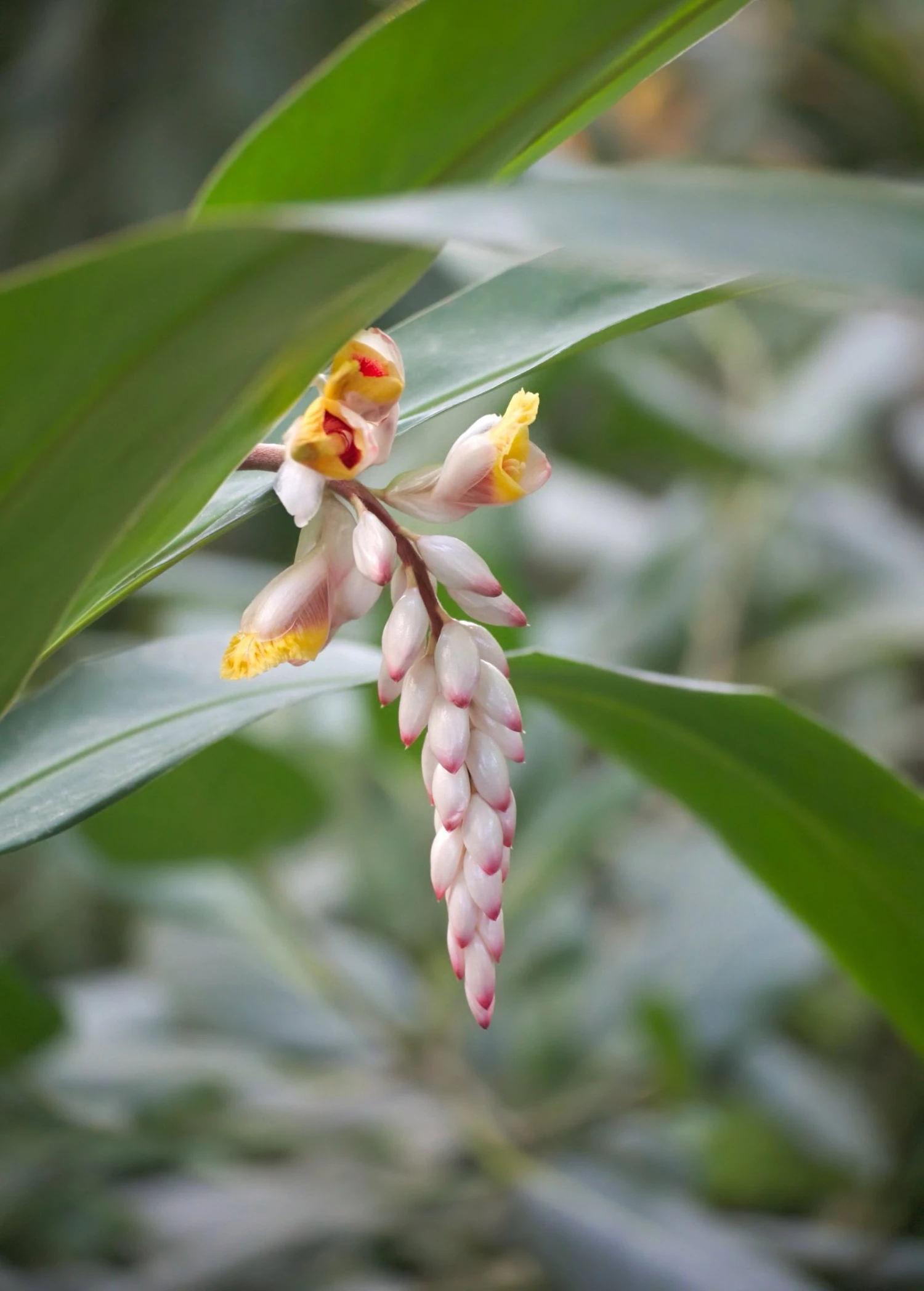 Ginger, Yellow (Zingiber Officinale) 2 Ginger, Yellow (Zingiber Officinale) - Image 2