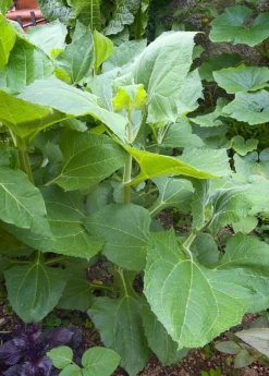 Earth Apple, 'Yellow' (Smallanthus Sonchifolius) -Sow Exotic Shop 0155d9 2e1720a4536e4f0fa985deba5703940a mv2 d 1874 2800 s 2 88356a23 def2 40b4 9f2c d4e87487a8f4