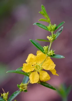 Sun Opener, Sinicuichi (Heimia Salicifolia) -Sow Exotic Shop 0155d9 376f2598fcd842feb3ee6168fa92c091 mv2 d 3264 4928 s 4 2