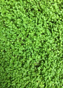 Corsican Mint (Mentha Requienii)