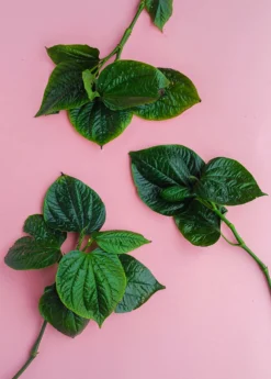 Lolot (Piper Sarmentosum) -Sow Exotic Shop 0155d9 4dac8f1bcf3e45de953a21ac4071b86a mv2 d 3648 5472 s 4 2