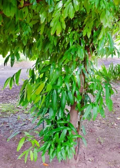 Cinnamon (Cinnamomum Verum) -Sow Exotic Shop 0155d9 5c3c9bdee0994fbe85ee80b941fa21ad mv2 d 2034 3050 s 2