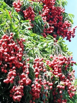 Lychee 'Mauritius' (Litchi Chinensis) -Sow Exotic Shop 0155d9 740031ffcc784693bf68556b371d53aa mv2