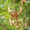 Tamarind (Tamarindus Indica)