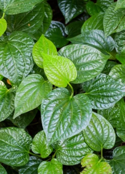 Lolot (Piper Sarmentosum) -Sow Exotic Shop 0155d9 9341901467de42e485b61a0ecfae903b