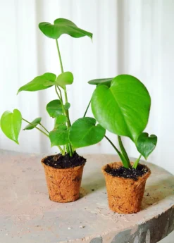 Monstera Deliciosa, Swiss Cheese Plant -Sow Exotic Shop 0155d9 96bb997e16c7430e9f1eb88d3751834d mv2 d 3263 4079 s 4 2