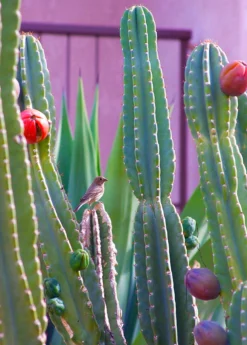 Peruvian Apple Cactus (Cereus Repandus) -Sow Exotic Shop 0155d9 9fd2ff4a57324c3f92bf1cffdbb59874 mv2 d 2019 3000 s 2