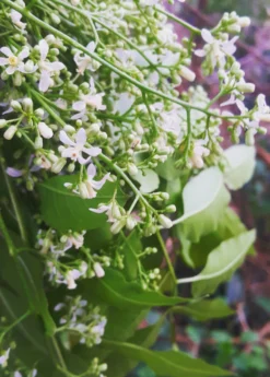 Neem Tree (Azadirachta Indica) -Sow Exotic Shop 0155d9 a593fde486c0478b9ffd90e89b9a72ac mv2 d 2988 3735 s 4 2