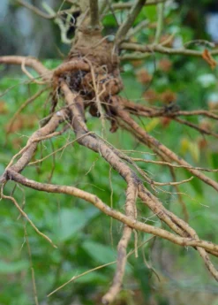 Ashwagandha (Withania Somnifera) 15 Ashwagandha (Withania Somnifera) -Sow Exotic Shop 0155d9 af78b0aa658a4736babf4d2227d35bc0 mv2 d 3264 4928 s 4 2