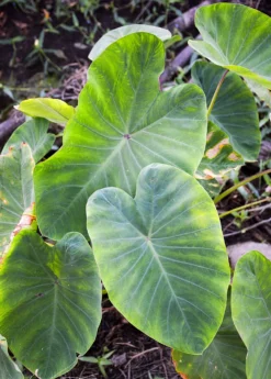 Taro, Red (Colocasia Esculenta) -Sow Exotic Shop 0155d9 b0be5db36a574df7921617a8173563cc mv2 d 1862 2800 s 2