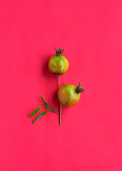 Pomegranate 'Vietnamese Pink' (Punica Granatum) -Sow Exotic Shop 0155d9 d1b0582fd8484caf87aa44915959da6f mv2 d 3271 4907 s 4 2