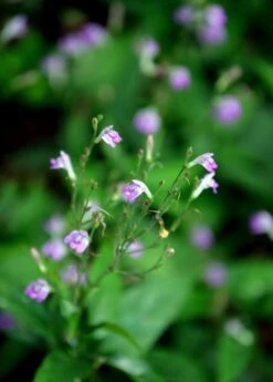 Sow Exotic Shop -Sow Exotic Shop 0155d9 d77eea38693945b5bbf289f9f1fdf242