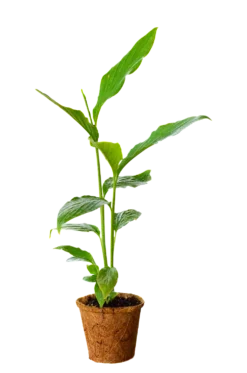 Cardamom (Elettaria Cardamomum) 7 Cardamom (Elettaria Cardamomum) -Sow Exotic Shop 0155d9 ded028d48e644e70b39ee6ced7756f5b mv2