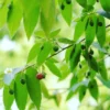 Strawberry Tree, Red (Muntingia Calabura)