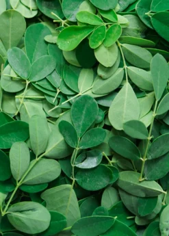 Moringa (Moringa Oleifera) -Sow Exotic Shop 1 6