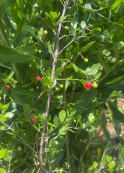 Maiden Berry (Crossopetalum Rhacoma) -Sow Exotic Shop 22