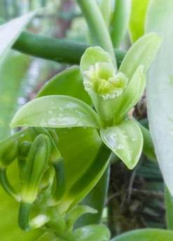 Vanilla Bean Orchid (Vanilla Planifolia) -Sow Exotic Shop 2 3692ec4f 3437 48b0 ae32 750f99831017