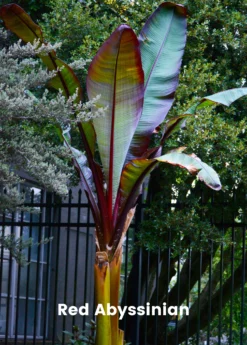 Banana Bundle: Siam Ruby, Blood Banana, Dwarf Cavendish & Red Abyssinian -Sow Exotic Shop 2 4 8985e285 ce04 4e50 aa53 cc81bd4e76e5