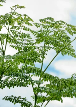 Moringa (Moringa Oleifera) -Sow Exotic Shop 2 7