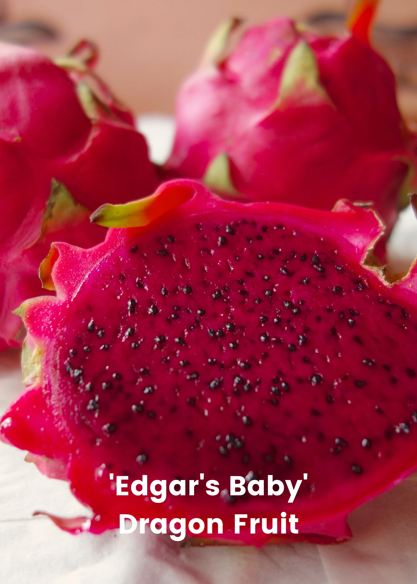 Dragon Fruit Bundle: 'Edgar's Baby' Dragon Fruit & Sweet Yellow Dragon Fruit 2 Dragon Fruit Bundle: 'Edgar's Baby' Dragon Fruit & Sweet Yellow Dragon Fruit - Image 2
