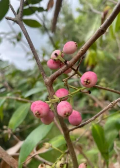 Lilly Pilly (Syzygium Smithii, Acmena Smithii) -Sow Exotic Shop 33