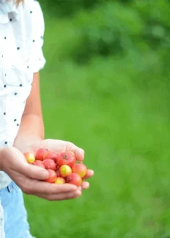 Guava, Strawberry (Psidium Cattleianum) -Sow Exotic Shop 3DEA704B 3825 4F78 BEC4 9A92A56E0116