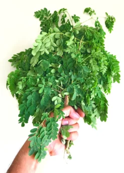 Moringa (Moringa Oleifera) -Sow Exotic Shop 3 6