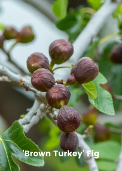 Fig Tree Bundle: 'Olympian' Fig & 'Brown Turkey' Fig -Sow Exotic Shop 3 7