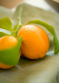 Meyer Lemon (Citrus × Meyeri) -Sow Exotic Shop 3 ba63f6d9 b7c6 449c a8d7 f957dd2888a1