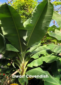 Banana Bundle: Siam Ruby, Blood Banana, Dwarf Cavendish & Red Abyssinian -Sow Exotic Shop 4 4