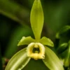 Vanilla Bean Orchid (Vanilla Planifolia)