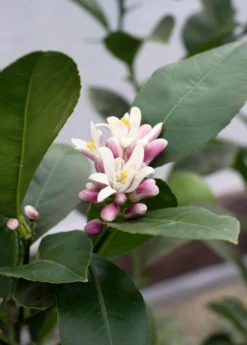 Meyer Lemon (Citrus × Meyeri) -Sow Exotic Shop 6 c5ef219c 2d86 479d bb66 3998c897835f