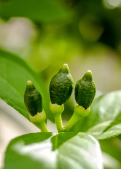 Meyer Lemon (Citrus × Meyeri) -Sow Exotic Shop 7