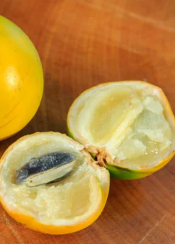 Abiu (Pouteria Caimito) -Sow Exotic Shop Abiu Tree for Sale SowExotic.com 2