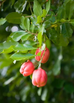 Ackee (Blighia Sapida) -Sow Exotic Shop Ackeetreeforsalesowexotic 2