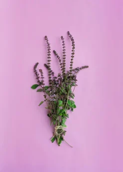 African Blue Basil (Ocimum Kilimandscharicum × Basilicum 'Dark Opal') -Sow Exotic Shop African Blue Basil Plant for Sale SowExotic