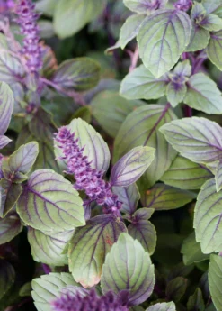 African Blue Basil (Ocimum Kilimandscharicum × Basilicum 'Dark Opal') -Sow Exotic Shop African Blue basil plant for sale SowExotic