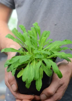 African Dream Root (Silene Undulata Syn. Silene Capensis)