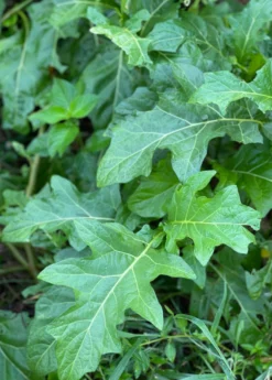 African Eggplant (Solanum Aethiopicum) -Sow Exotic Shop African Eggplant plant for Sale SowExotic