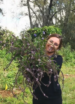 African Blue Basil (Ocimum Kilimandscharicum × Basilicum 'Dark Opal') -Sow Exotic Shop African blue basil plant for sale SowExotic.com