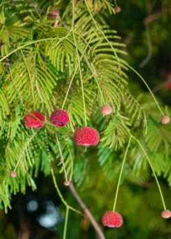 African Locust Bean Tree (Parkia Biglobosa) -Sow Exotic Shop AfricanLocustBeanPlantsforSale SowExotic.com