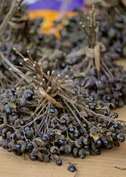 Allspice (Pimenta Dioica) -Sow Exotic Shop Allspice Plant for sale SowExotic.com