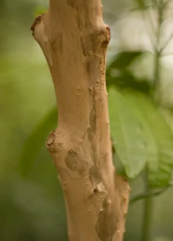 Allspice (Pimenta Dioica) -Sow Exotic Shop Allspice Pimentadioica plant for sale SowEXotic.com