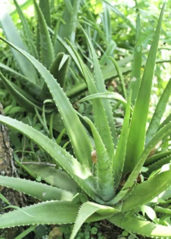 Aloe (Aloe Vera)