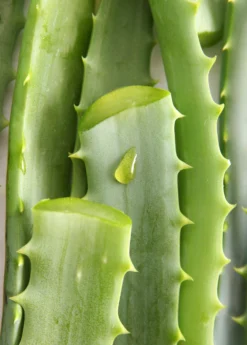 Aloe (Aloe Vera) -Sow Exotic Shop Aloe Vera Plants for Sale SowExotic
