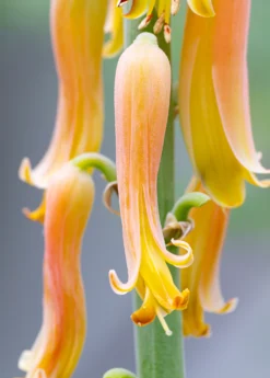 Aloe (Aloe Vera) -Sow Exotic Shop Aloe plants for sale SowExotic a42e42f6 d677 4607 b12b 2e5c9e82ba8a