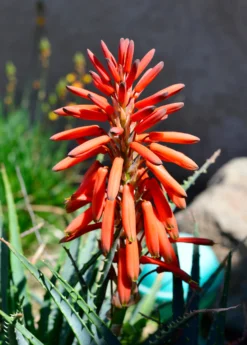 Aloe (Aloe Vera) -Sow Exotic Shop Aloe vera Plant for Sale SowExotic