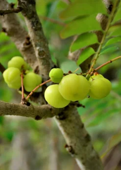 Amla, Indian Gooseberry (Phyllanthus Emblica) -Sow Exotic Shop Amla IndianGooseberry Phyllanthusemblica LiveFruitTreeForSaleSowExotic 4