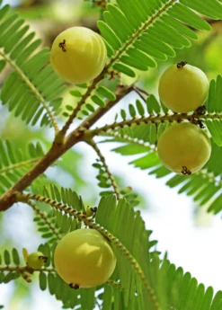 Amla, Indian Gooseberry (Phyllanthus Emblica) -Sow Exotic Shop Amla Indian Gooseberry plant for sale
